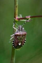 Beerenwanze ( Dolycoris baccarum ).