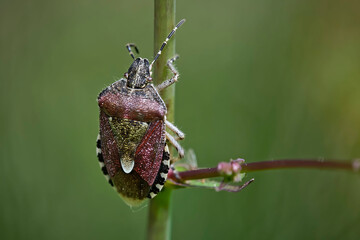Beerenwanze ( Dolycoris baccarum ).