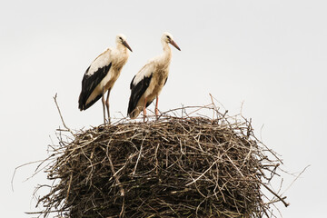 Two storks in the nest.