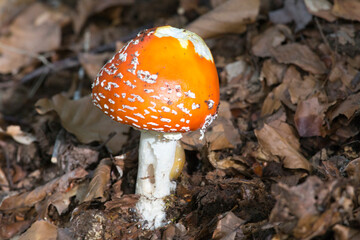 Mushroom in north of Italy