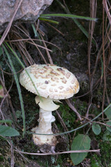 Mushroom in north of Italy