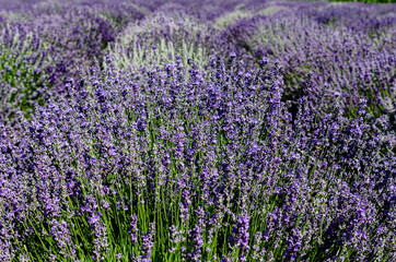 Fototapeta premium incredibly beautiful rows of planted lavender going into the distance