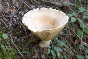 Mushroom in north of Italy