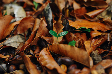 Young plant growing in forest, environmental conservation, reduce global warming, Forest conservation