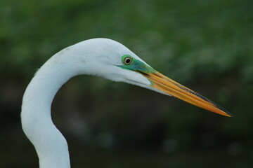 White Heron Close Up Shot
