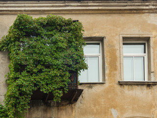 Fototapeta na wymiar A balcony overgrown with vine, Vilnius, Lithuania