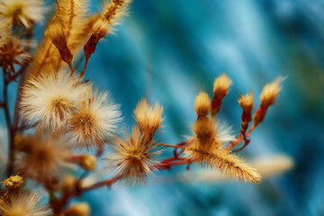 fluffy dandelion flowers on a dark blue background
