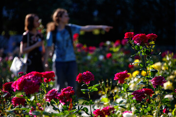 A young couple against a background of red roses