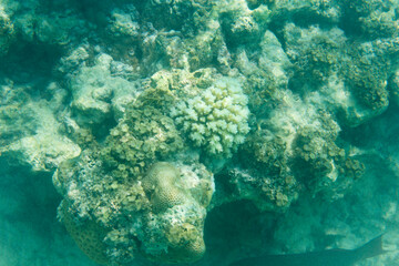 Fototapeta na wymiar The coral reef of Seychelles