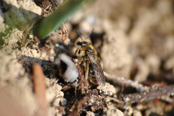 Makro Käfer