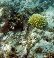Fototapeta na wymiar The coral reef of Seychelles
