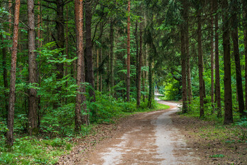 A path in the Monticolo forest full of summer greenery in Italian South Tyrol