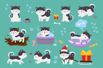 Naklejka premium Vector set of cute Siberian husky dogs. Kawaii cartoon character puppy is jump in muddy puddle, washing, playing ball, sleeping on pillow. Christmas dog with sleigh and gift. Illustration for kids.