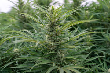 Obraz premium Marijuana outdoor crop