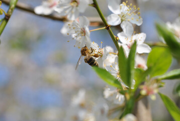 Biene an Blüte