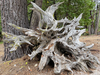 Uprooted dead root of a fallen tree in the forest