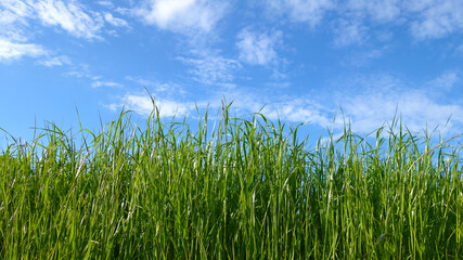 Fresh green grass close-up and blue sky with clouds on the background.