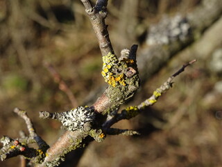 mushrooms © TK_Office