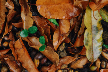 Young plant growing in forest, environmental conservation, reduce global warming, Forest...