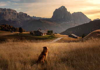 travel dog in the mountains. Nova Scotia Duck Tolling Retriever on the background of rocks at...