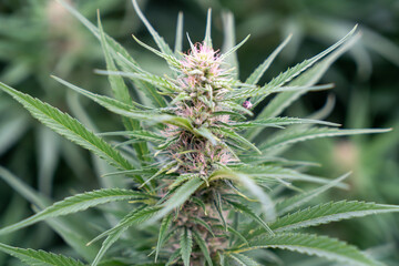 Naklejka na ściany i meble Marijuana outdoor crop