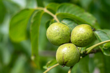 Young green fruit on a walnut tree in daylight.
