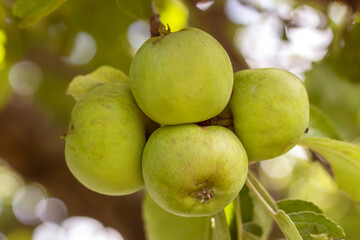 Young unripe fruit on an apple tree in evening light.