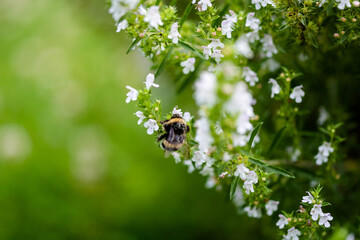 bumblebee on a green leaf