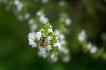 bee on a flower