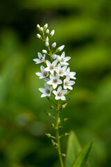 white flowers of a plant