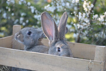 Kaninchen