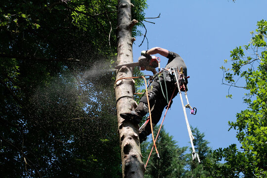  rope-assisted tree climbing technique, man at work
