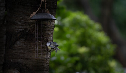 A baby great tit on a bird feeder