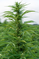 Marijuana outdoor crop