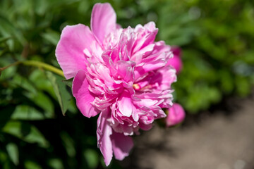 Fototapeta premium Fresh beautiful blooming pink peony flowers in the garden in spring, summer.Large bush of pink peonies. Floral postcard. Happy mothers day