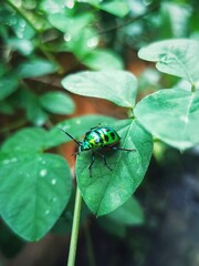 Jewel bugs / metallic shield bugs  On green leaf