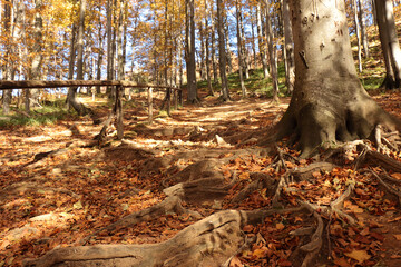 Root of old beech on the path, Bieszczady Mountains