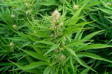 Marijuana outdoor crop
