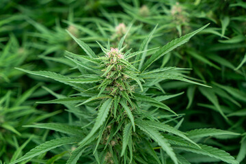 Marijuana outdoor crop