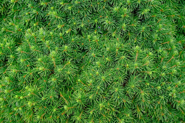 The Pinophyta, also known as Coniferophyta or Coniferae, needles on the large green bush. Vibrant green texure or plant background.