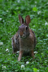 Cottontail Rabbit sitting in grass and white clover on a spring day in Wisconsin
