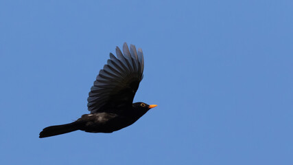 Common blackbird (turdus merula) flying on blue sky - obrazy, fototapety, plakaty