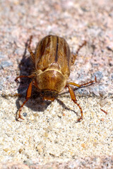 the beetle on the ground
