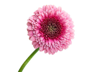 beautiful gerbera flowers isolated
