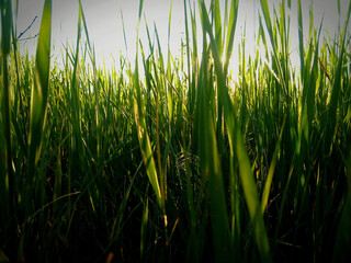Green grass in the morning