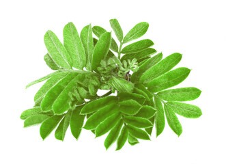 Obraz premium Leaves of a mountain ash isolated on white background