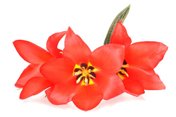 Tulips isolated on white background