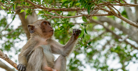 Macaca fascicularis macaque in Thailand.