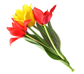 Tulips isolated on white background