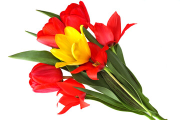 Bouquet of tulips isolated on white background
